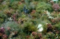 Photo of maerl bed at Clew Bay
