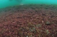 Photo of maerl bed at Clew Bay