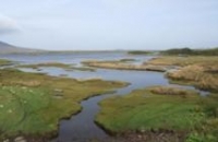 Image of saltmarsh scene