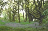 Image of ancient woodland