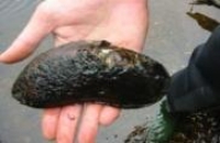 Photo of freshwater pearl mussel
