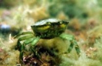 Photo of green crab