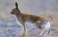 Photo of Irish Hare