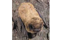 Photo of a Leisler's bat