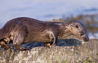 National Otter Survey of Ireland 2010-2011