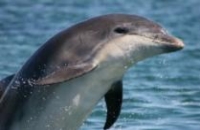 Photo of bottlenose dolphin