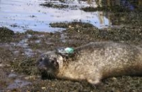 Photo of harbour seal