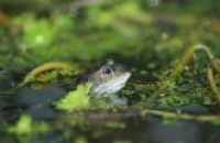 Photo of frog (rana temporaria) in pond