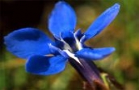 Photo of a Spring Gentian