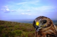 Image of Hen Harrier