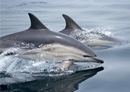 Photo of dolphins swimming